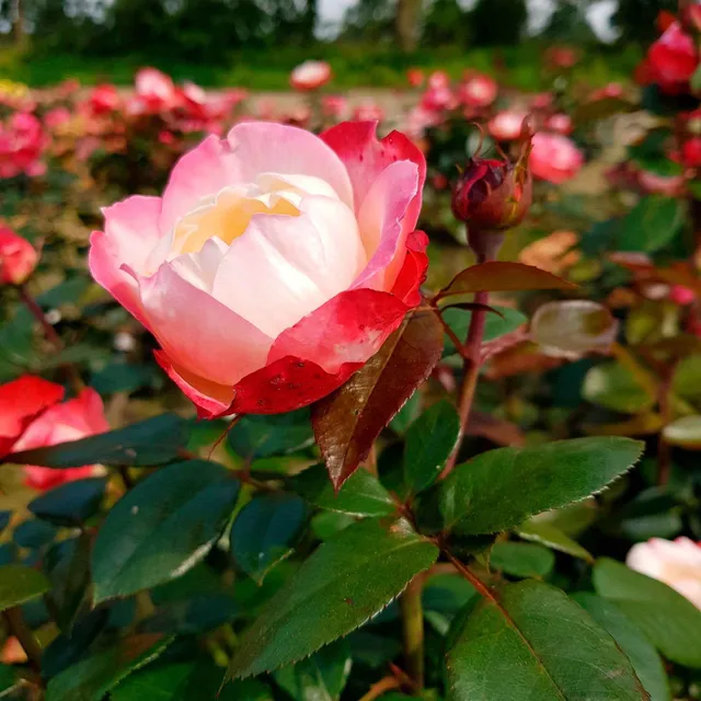 Bakker Rosier Nostalgie rosier buisson racine nue bicolore