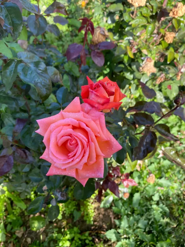 Michel Adam Éclat de Haute Bretagne rosier buisson abricot parfumé