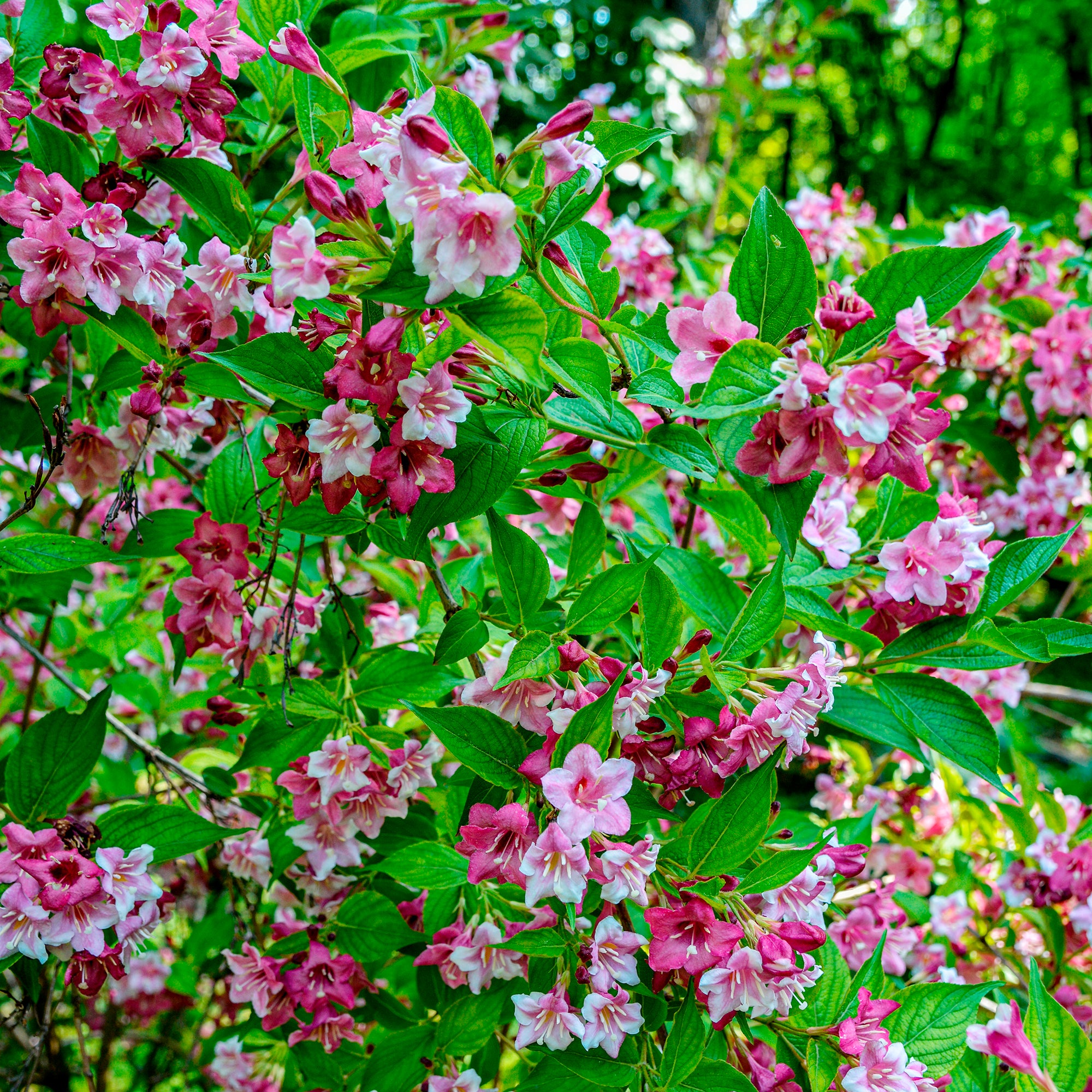 Bakker Weigelia Pink Princess arbuste pot 9cm 15cm fleurs roses