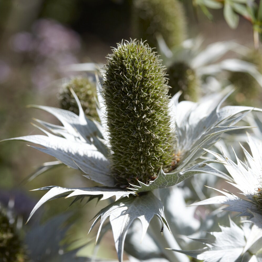 Bakker Panicaut géant Eryngium plante vivace pot 9cm blanc