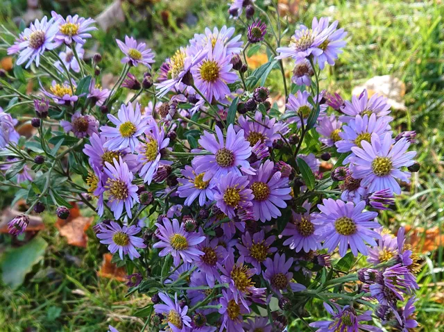 Passion Vivaces Aster Nicole plante vivace godet mauve tendre