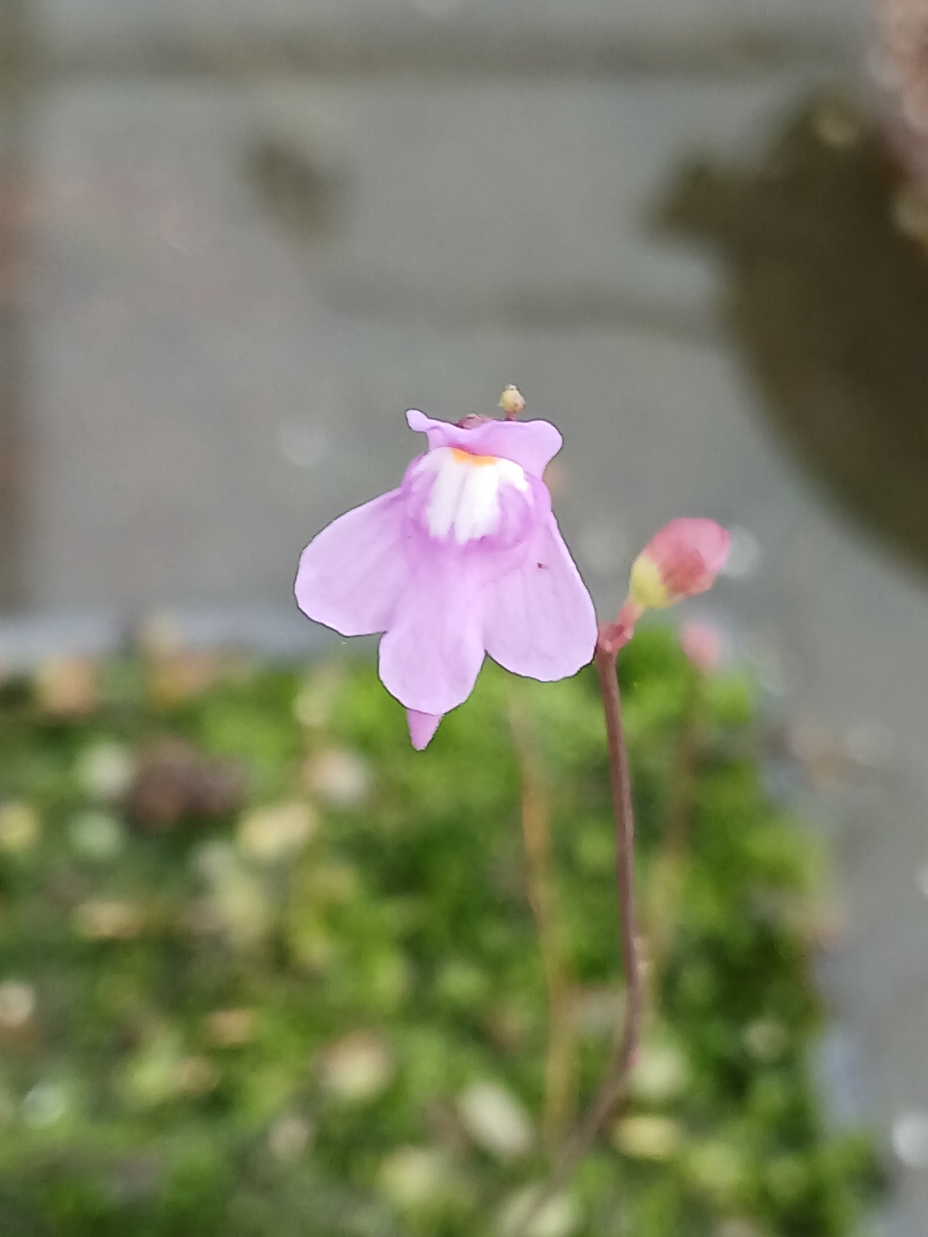 Carniflore Utriculaire tridentata plante carnivore fleur mauve