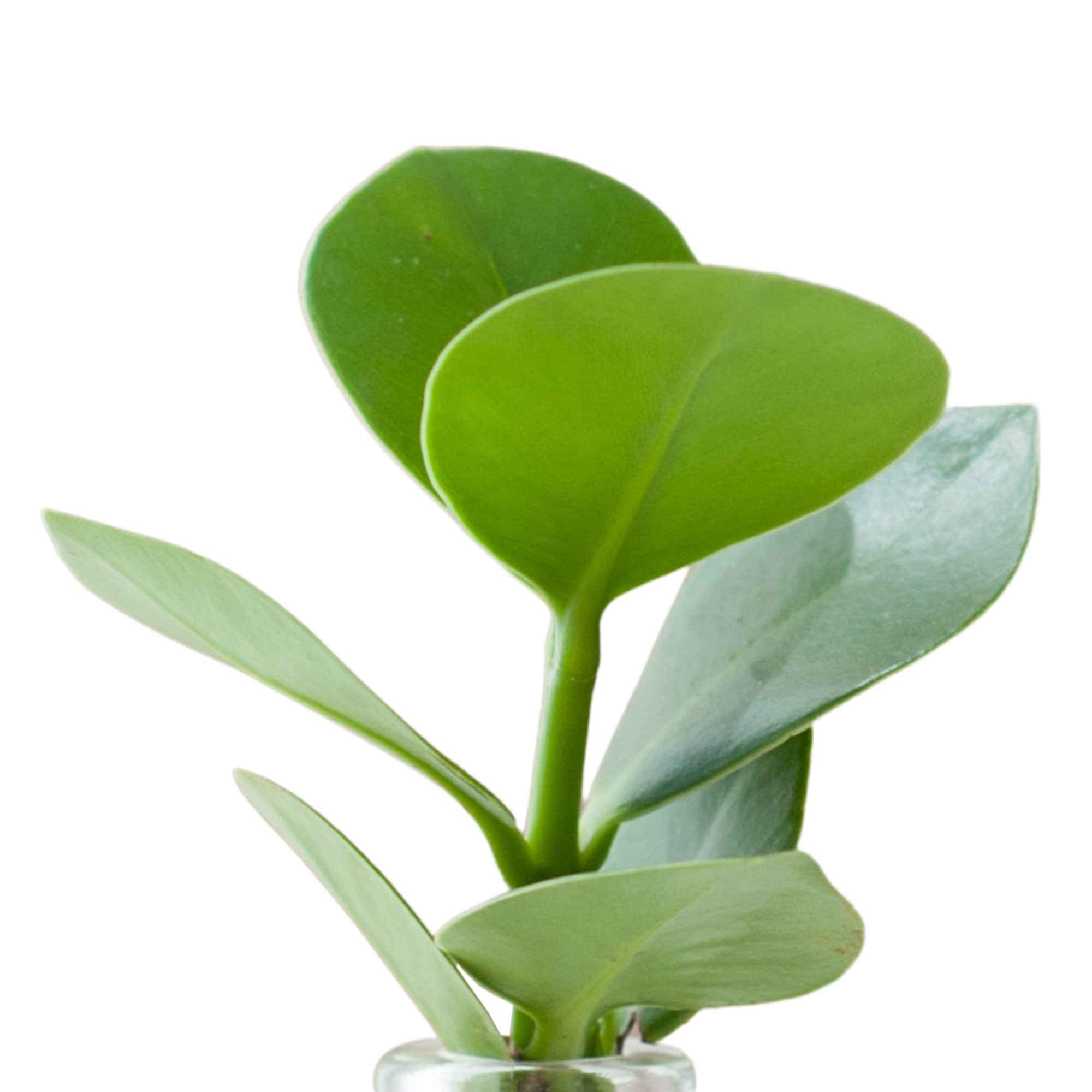 Bakker Clusia Samoa plante intérieure kit vase hydroponique