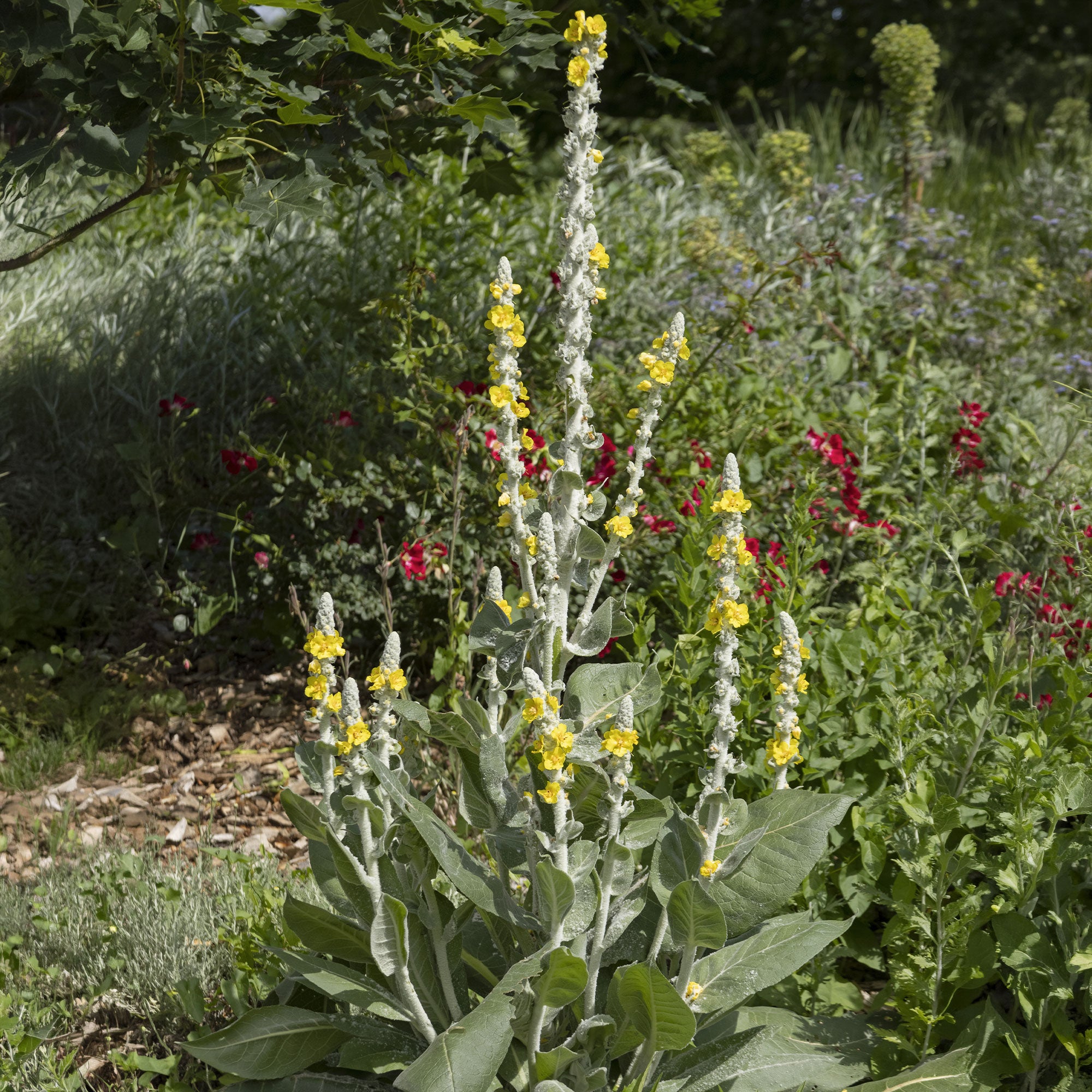 Bakker Molène vivace argentée fleurs jaunes pot 8cm