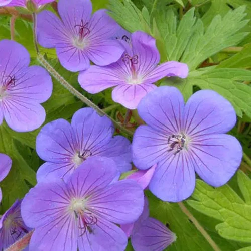 Bakker Géranium vivace Blue Sunrise fleur bleue pot 9cm