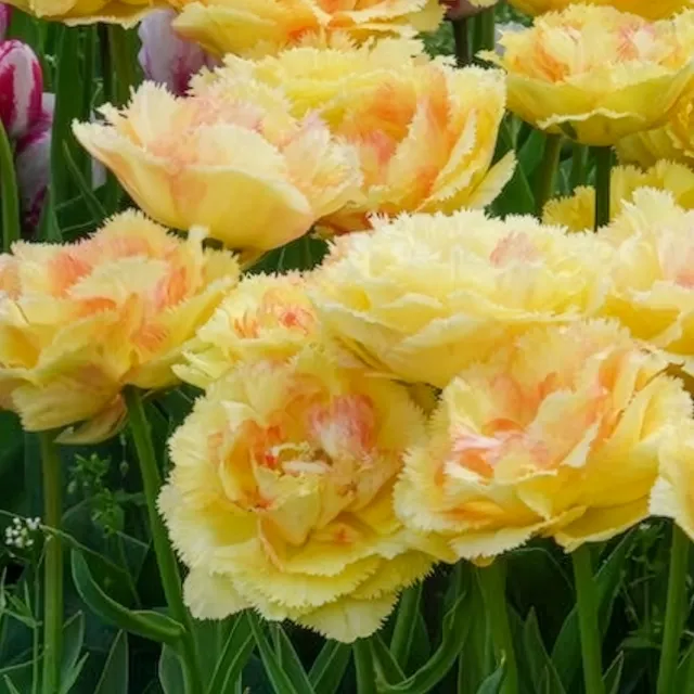 Bakker Bulbes Tulipe Vaya con Dios double jaune sachet 5