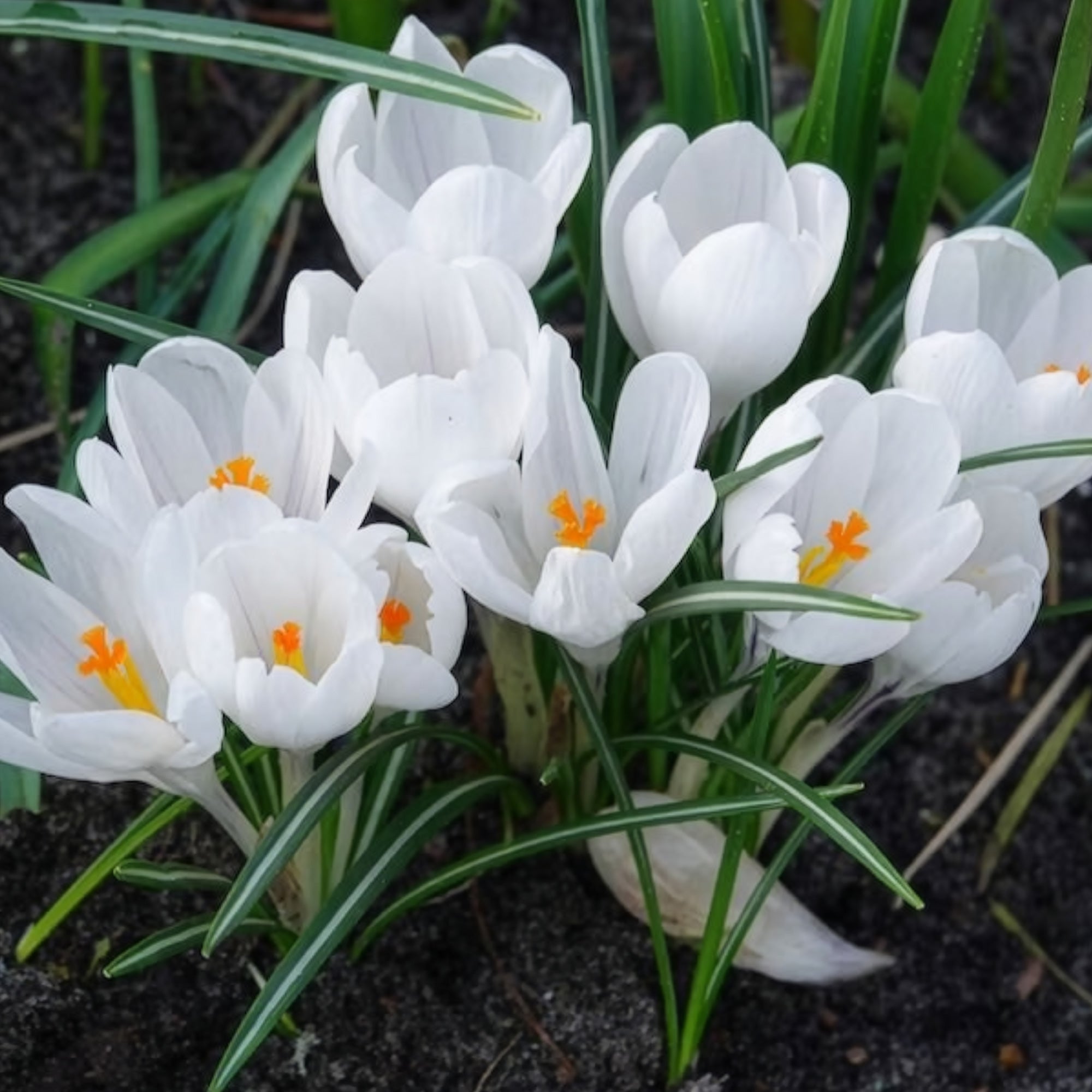 Bakker Jeanne d'Arc crocus blanc sachet 15 bulbes
