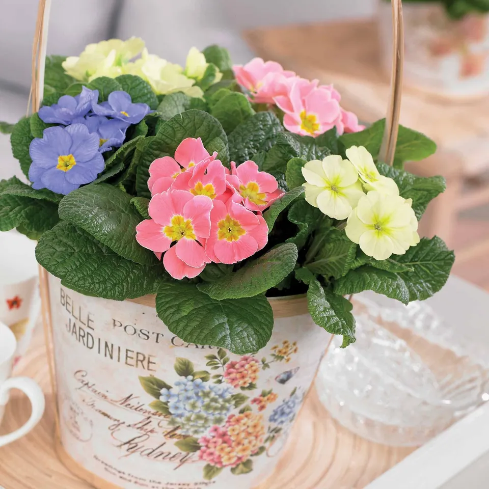 Bakker 3 Primevères pastel mélange plante vivace 3 pots Ø 10,5cm
