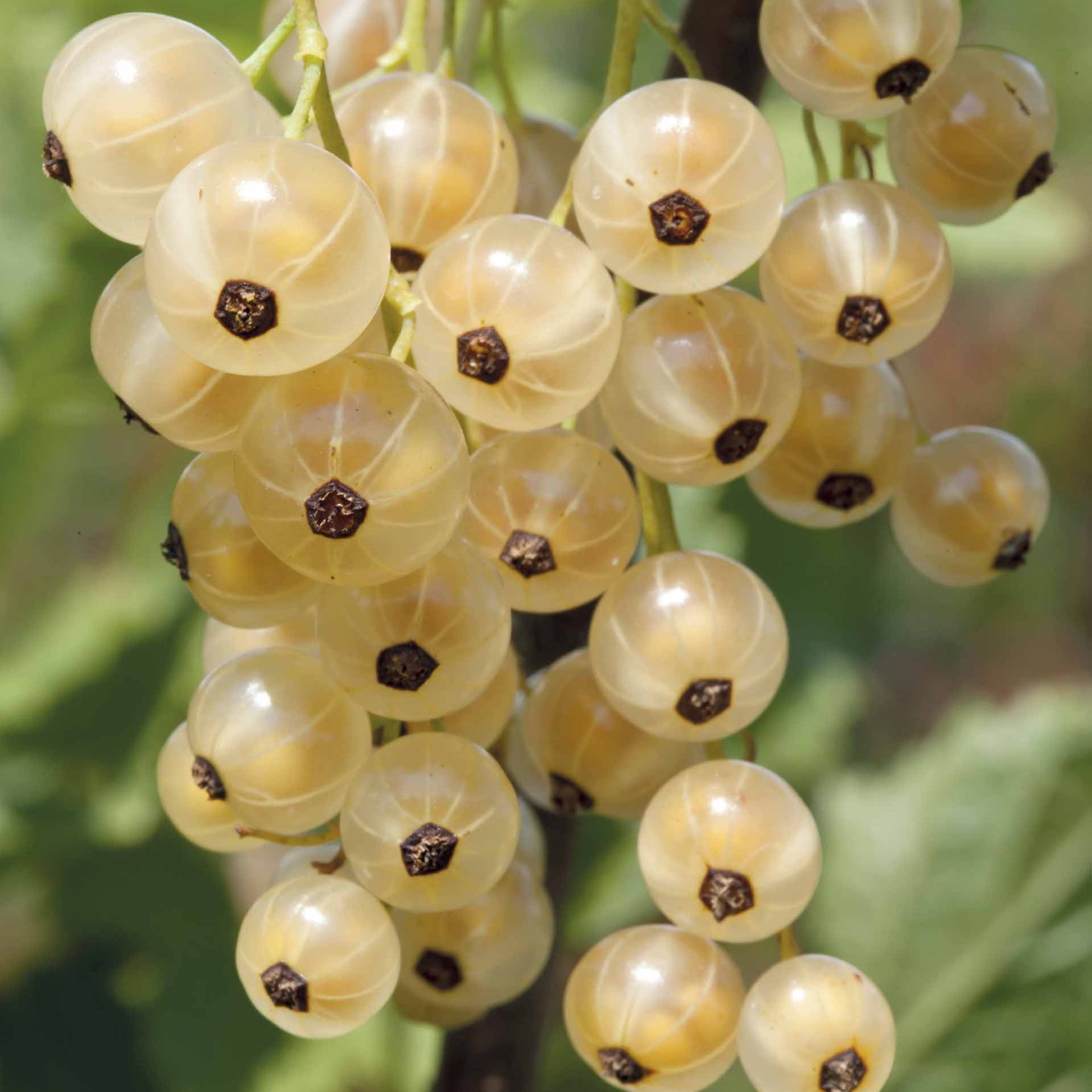 Bakker Groseillier White Pearl fruitier pot 2L 50-60cm blanc