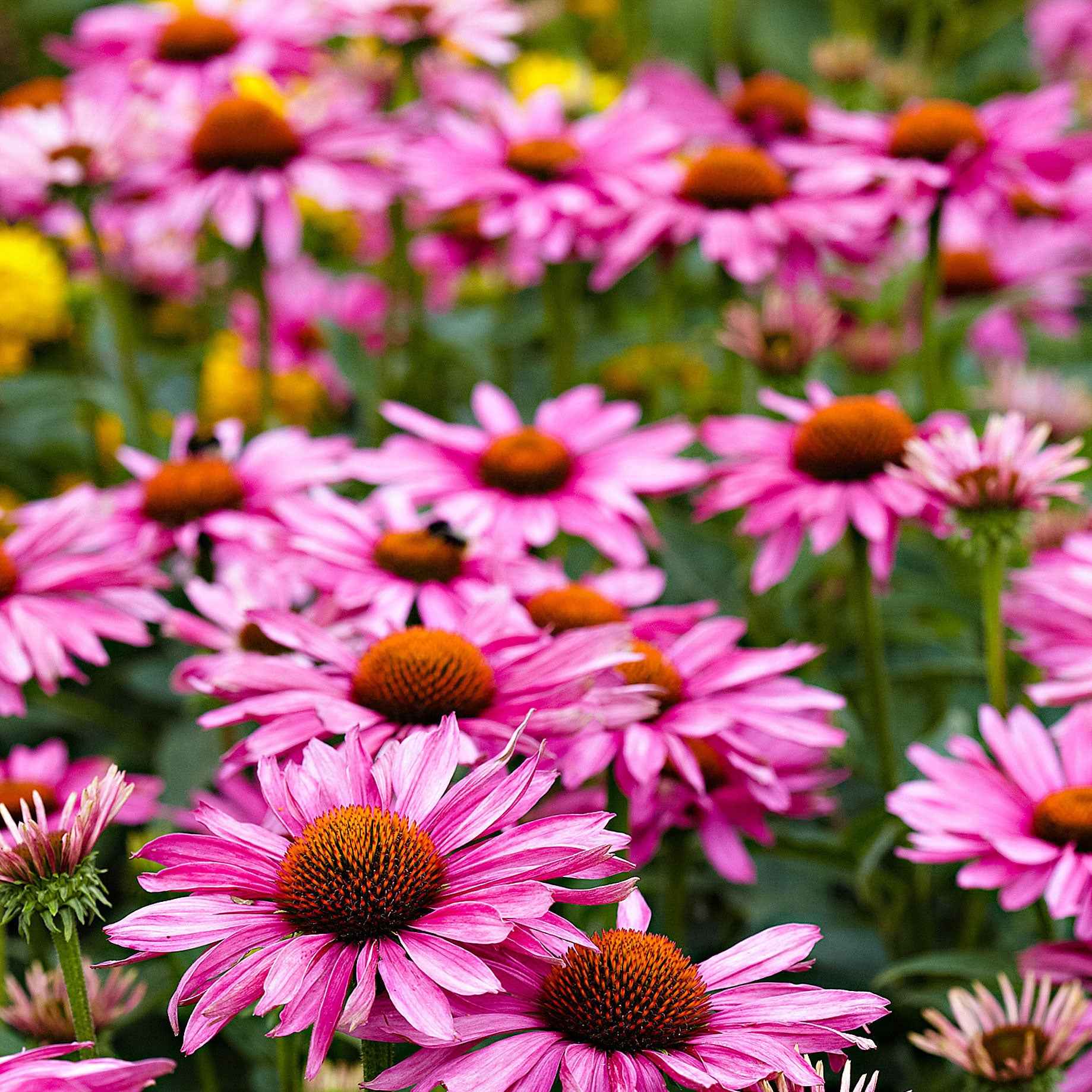 Bakker Plantes vivaces Échinacée pourpre vivace pot Ø 9cm