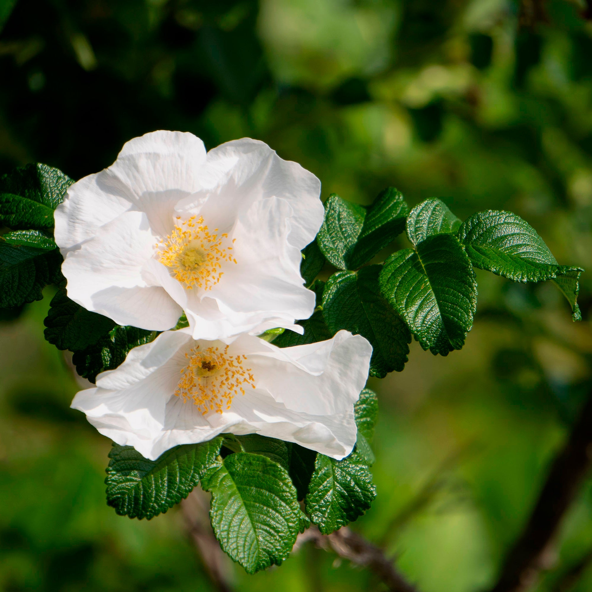 Bakker Rosa rugosa alba rosier blanc pot 3L