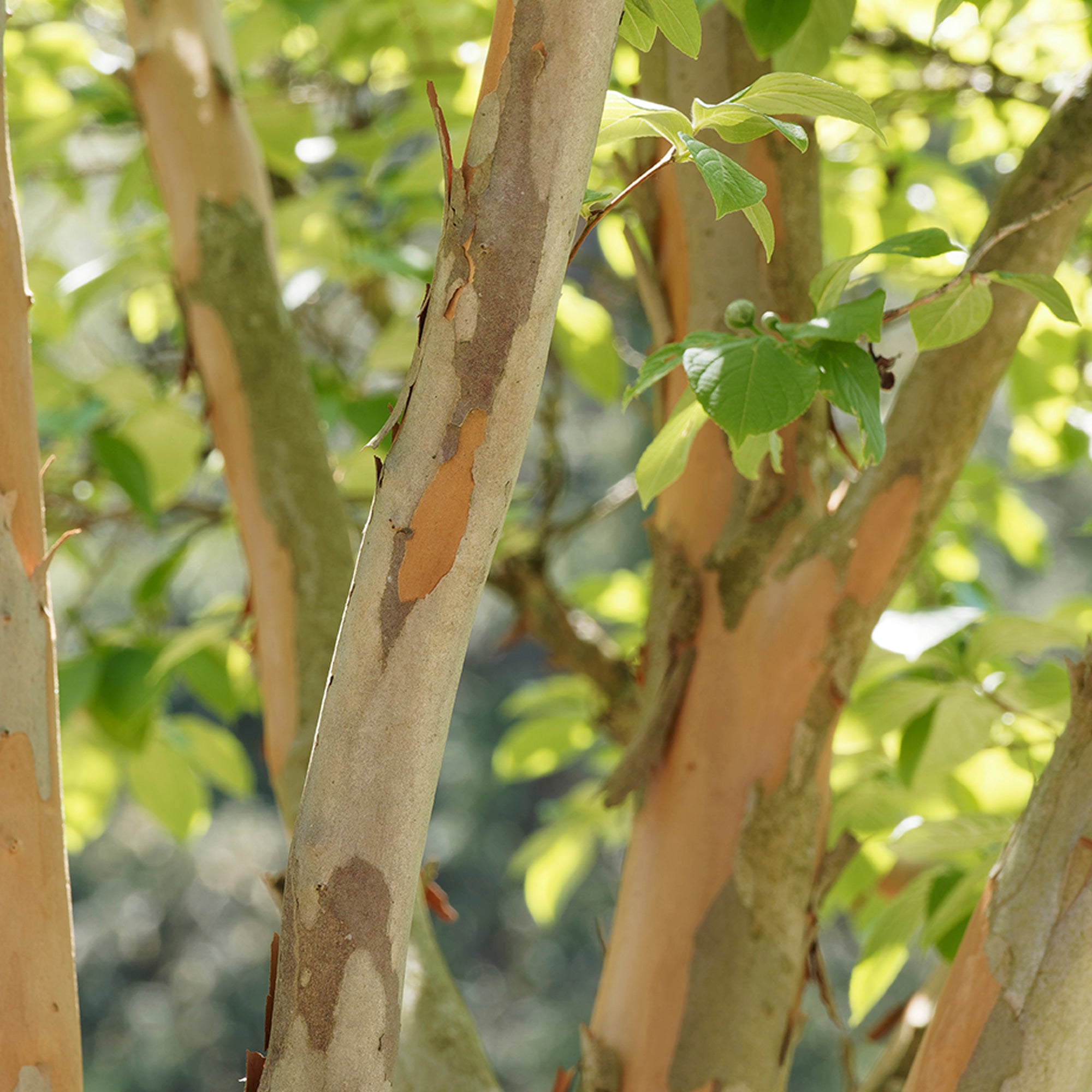 Bakker Stewartia arbre fleurs blanches pot 3L 60-70cm