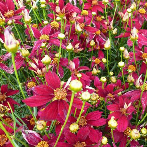 Bakker Coreopsis verticillé Red Satin vivace pot Ø9cm fuchsia