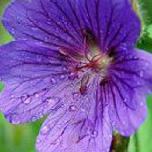 Bakker Plantes vivaces Géranium Shooting Star pot 9cm rose