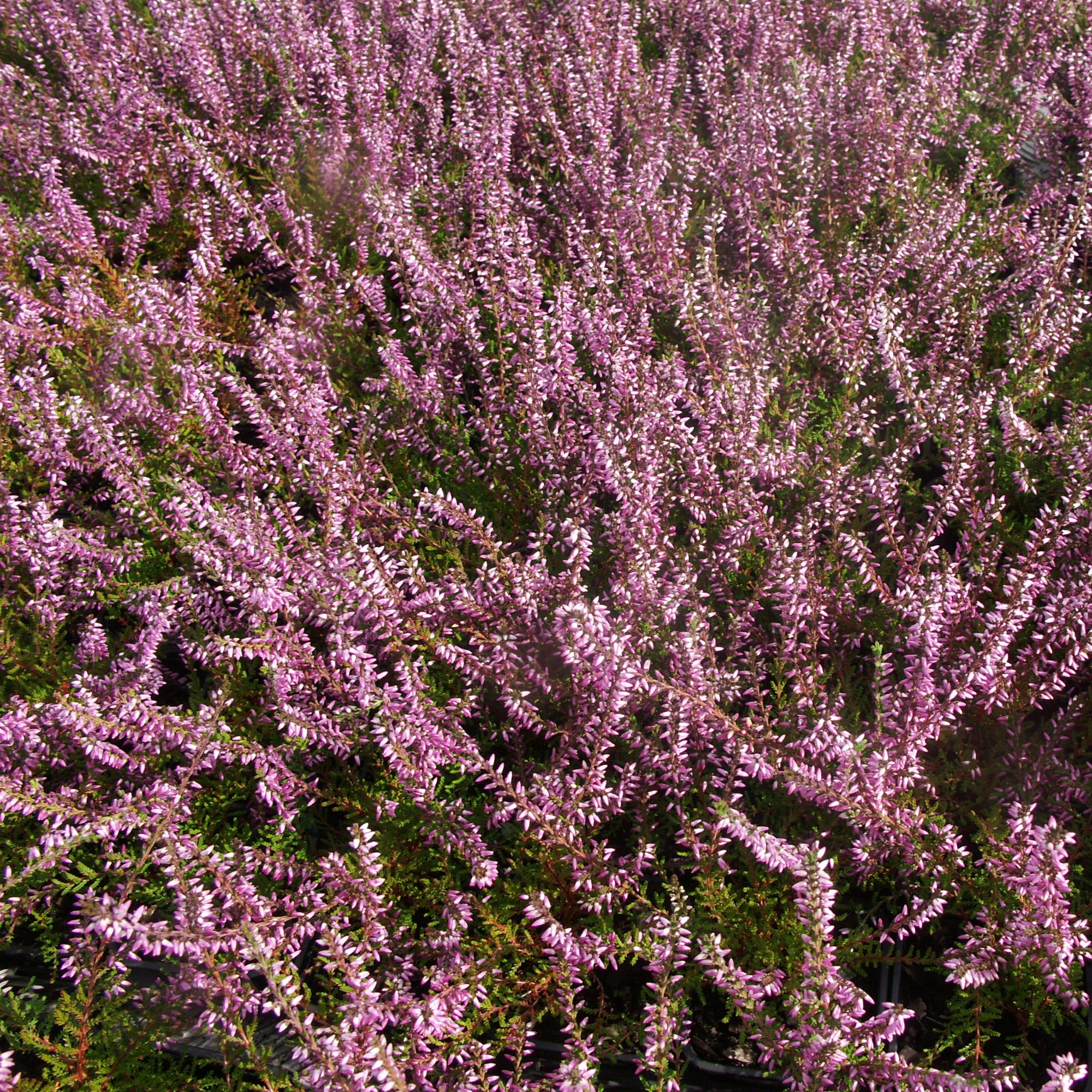 Bakker Bruyère d'été rose Calluna 3 pots 8 cm