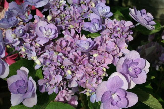 You and Me Passion hortensia fleurs plates godet