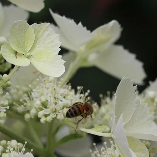 Bakker Hortensia Pink Lady paniculé pot 3L blanc rosé