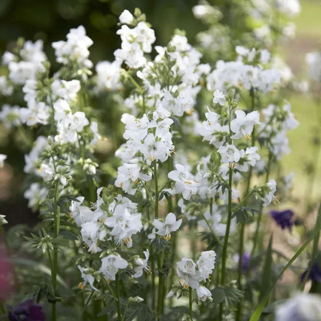 Bakker Valériane grecque blanche vivace pot Ø 9 cm