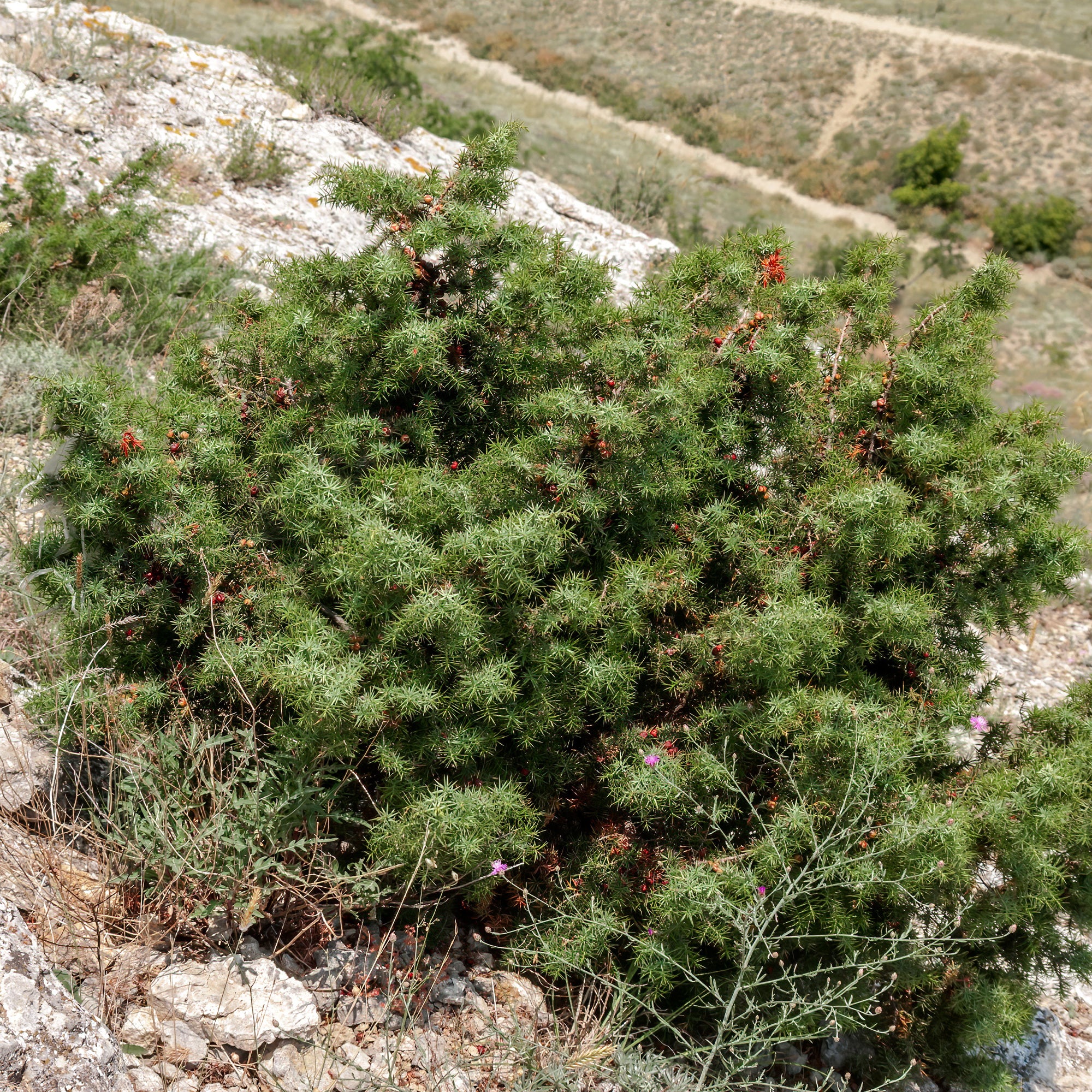 Bakker Genévrier oxycèdre Cade conifère pot 9cm baies rouges