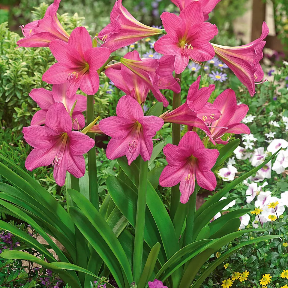 Bakker Amaryllis Douceur sucrée bulbe rose sachet 3