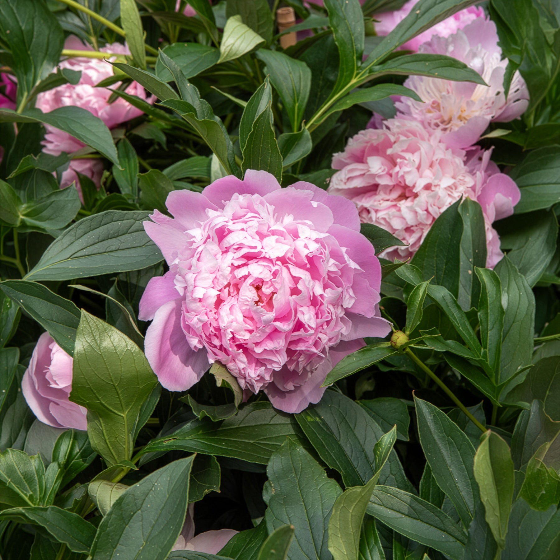 Bakker Pivoine Monsieur Jules Elie vivace rose pot 8cm lot de 2