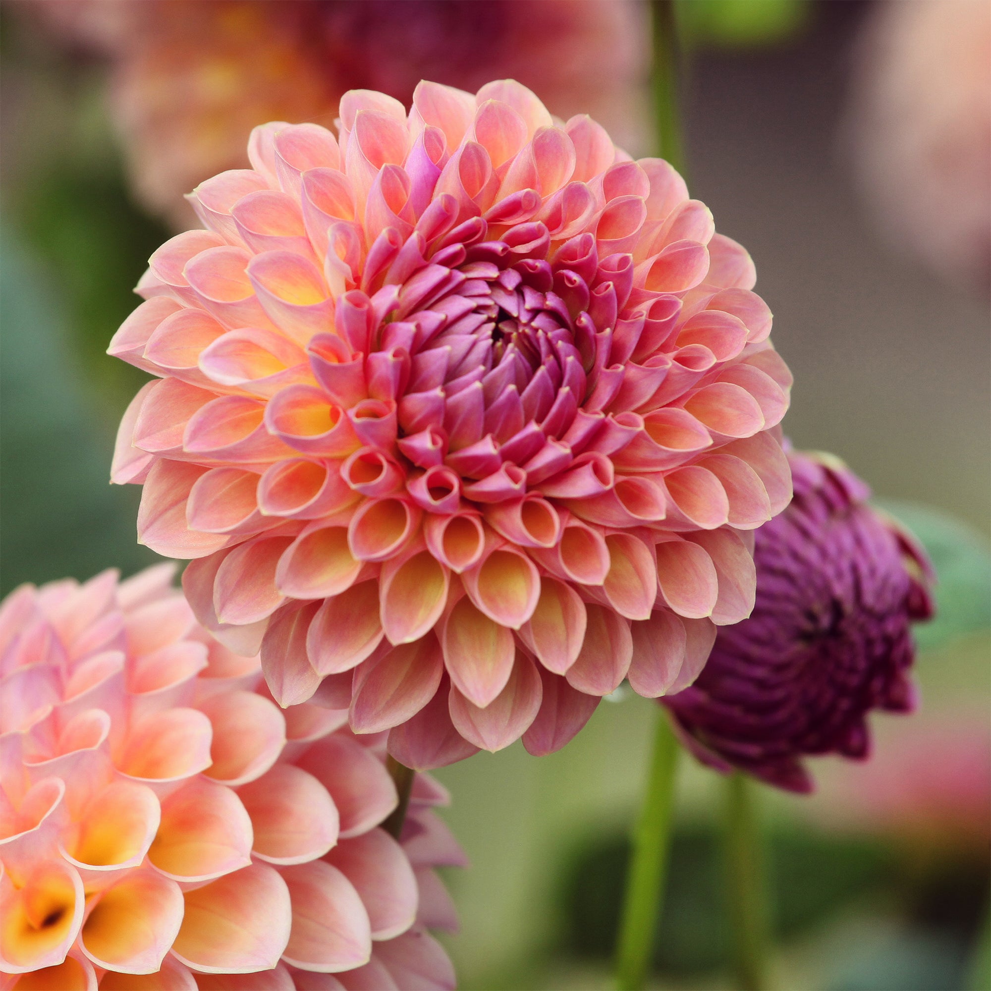 Bakker Dahlia ball Jowey Winnie bulbe 1 rose saumon