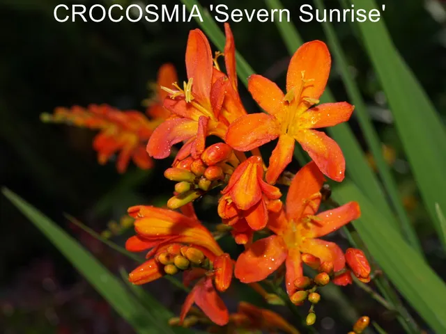 Passion Vivaces Crocosmia Severn Sunrise plante godet fleurs orange