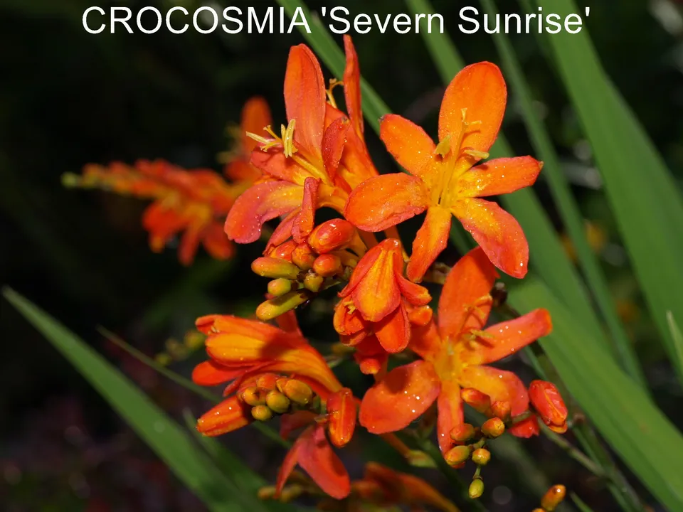 Passion Vivaces Crocosmia Severn Sunrise plante godet fleurs orange