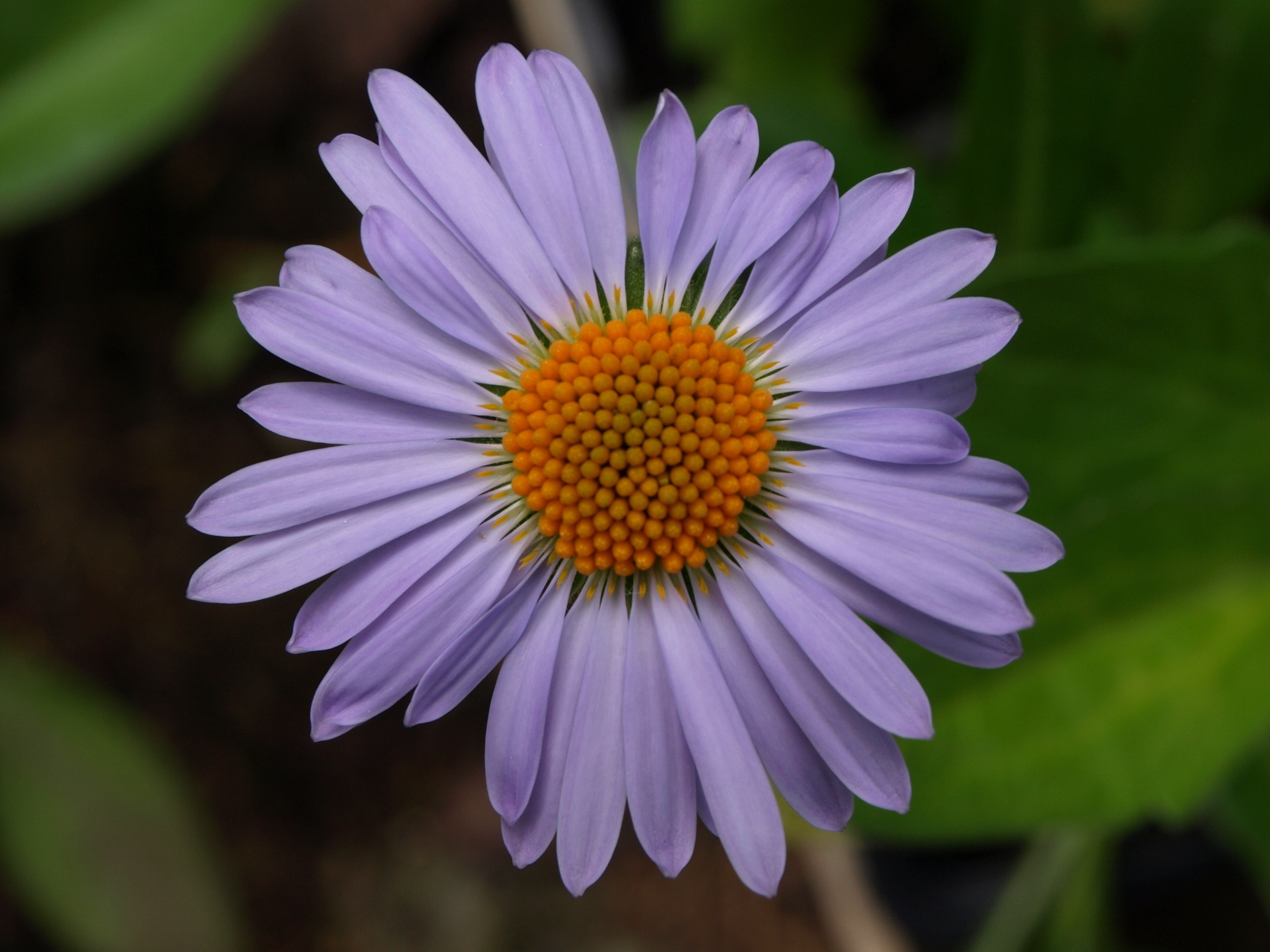 Passion Vivaces Aster tongolensis Wartburgstern plante godet bleu violacé