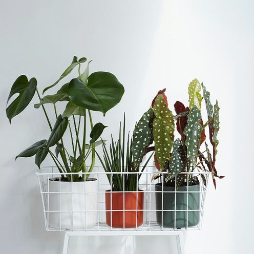 Elho Pots Cache-pot B for soft rond brique pot 14cm mat