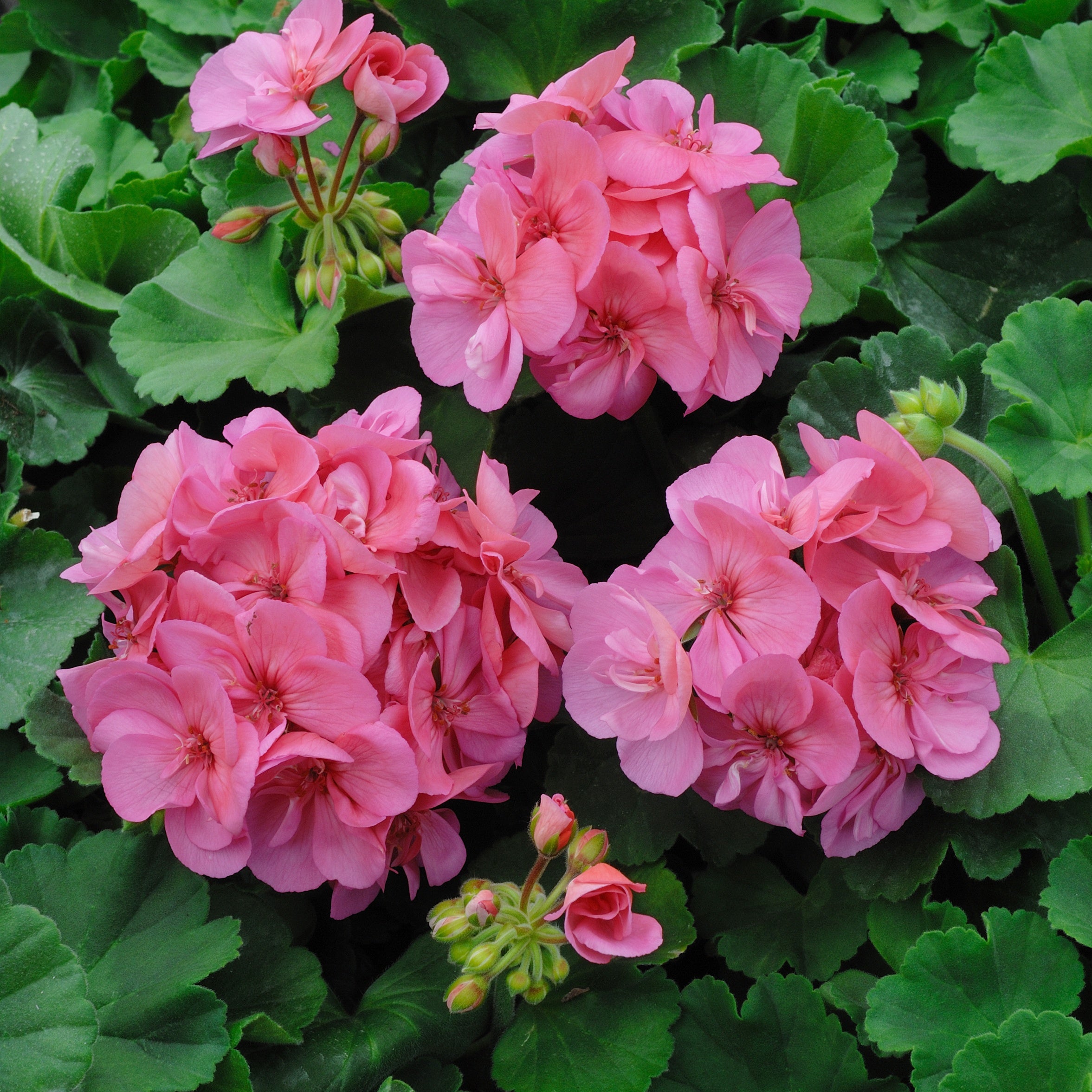 Bakker Géranium zonale rose fleurs pot Ø13cm balcon
