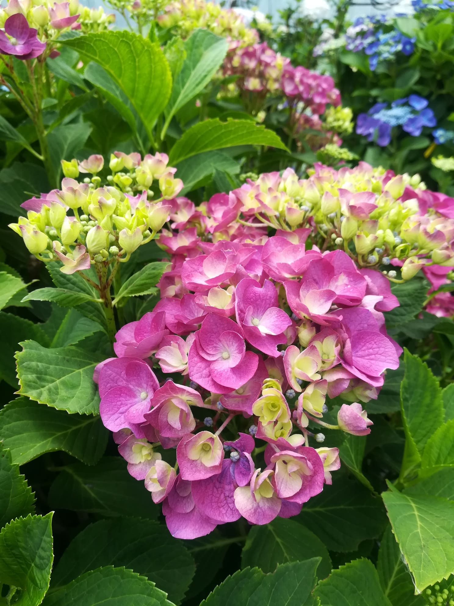 Constellation Hydrangea macrophylla hortensia fleurs rondes