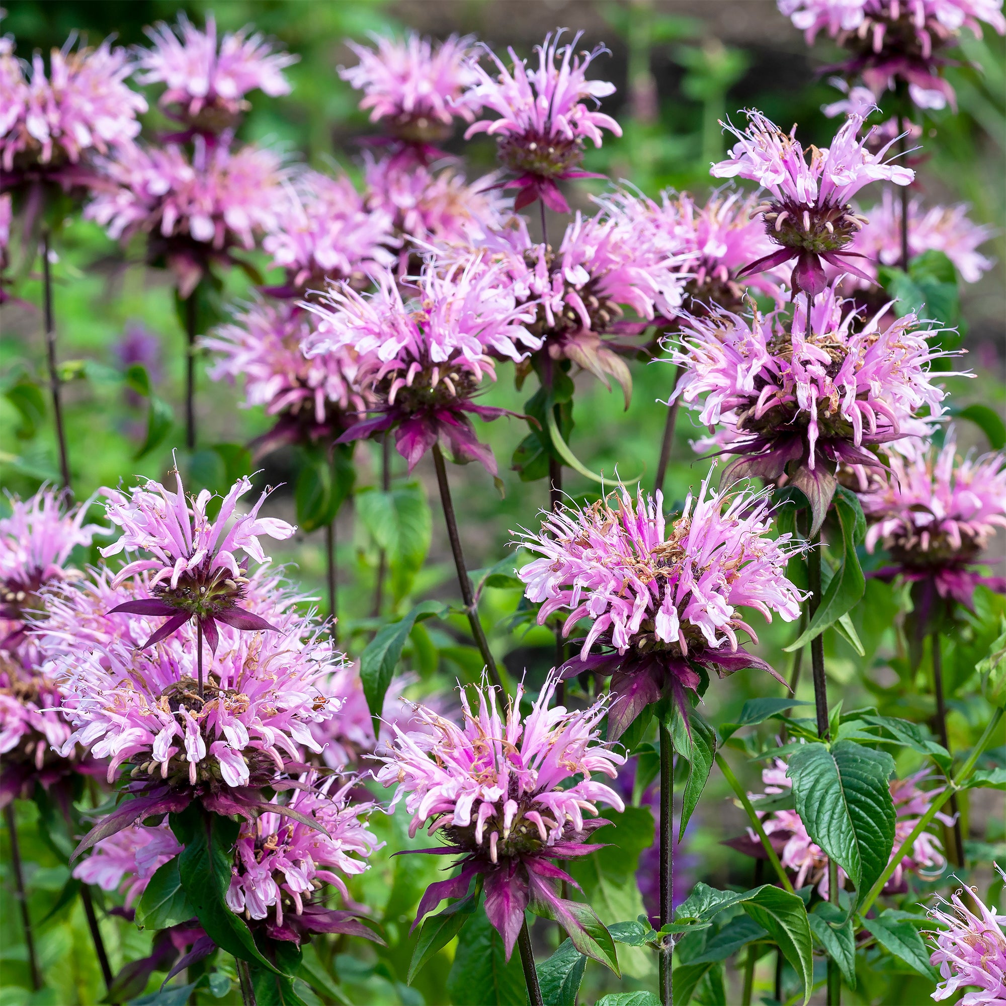 Bakker Monarde Beauty of Cobham vivace rose pot Ø9cm