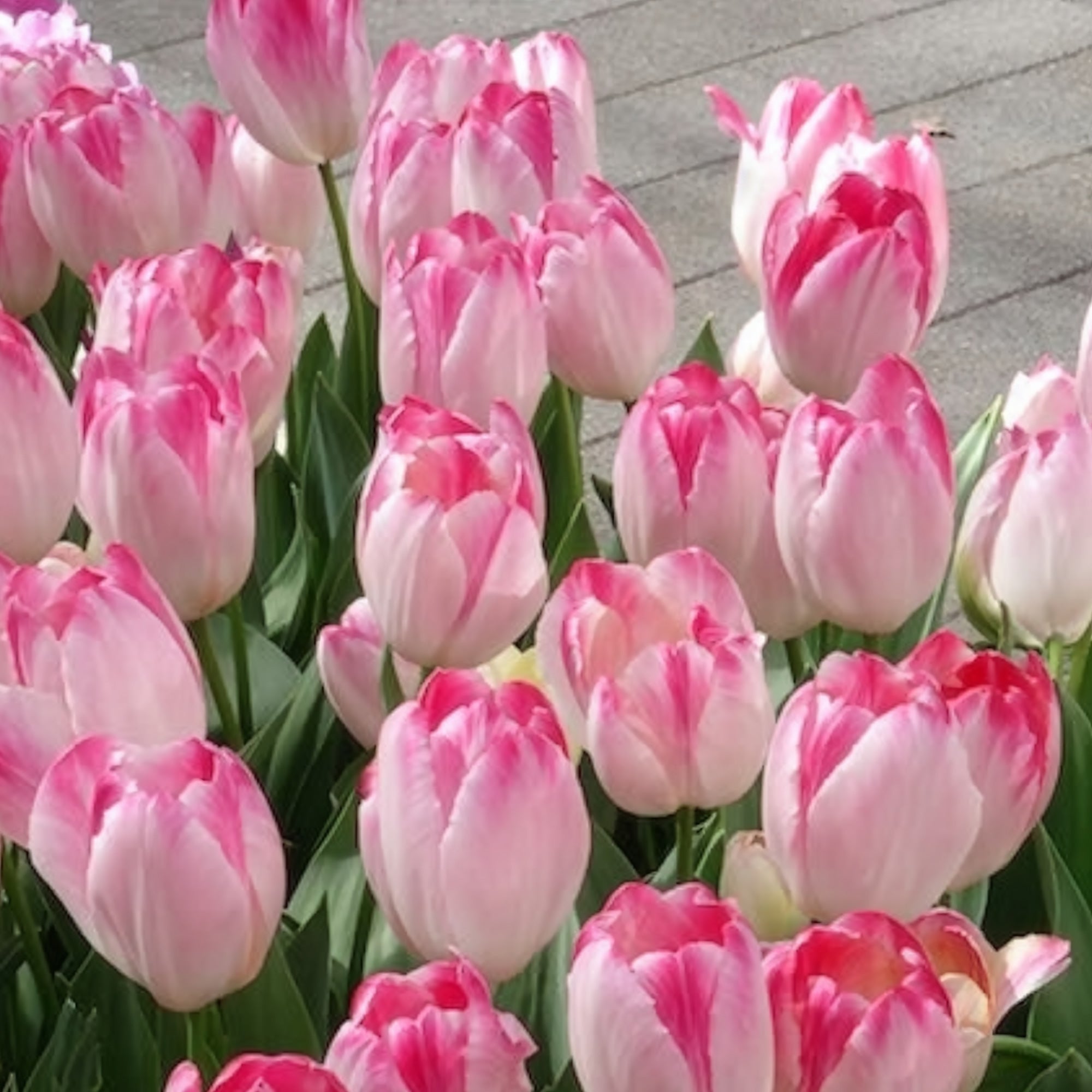 Bakker Supri Erotic tulipe rose 10 bulbes 11cm+