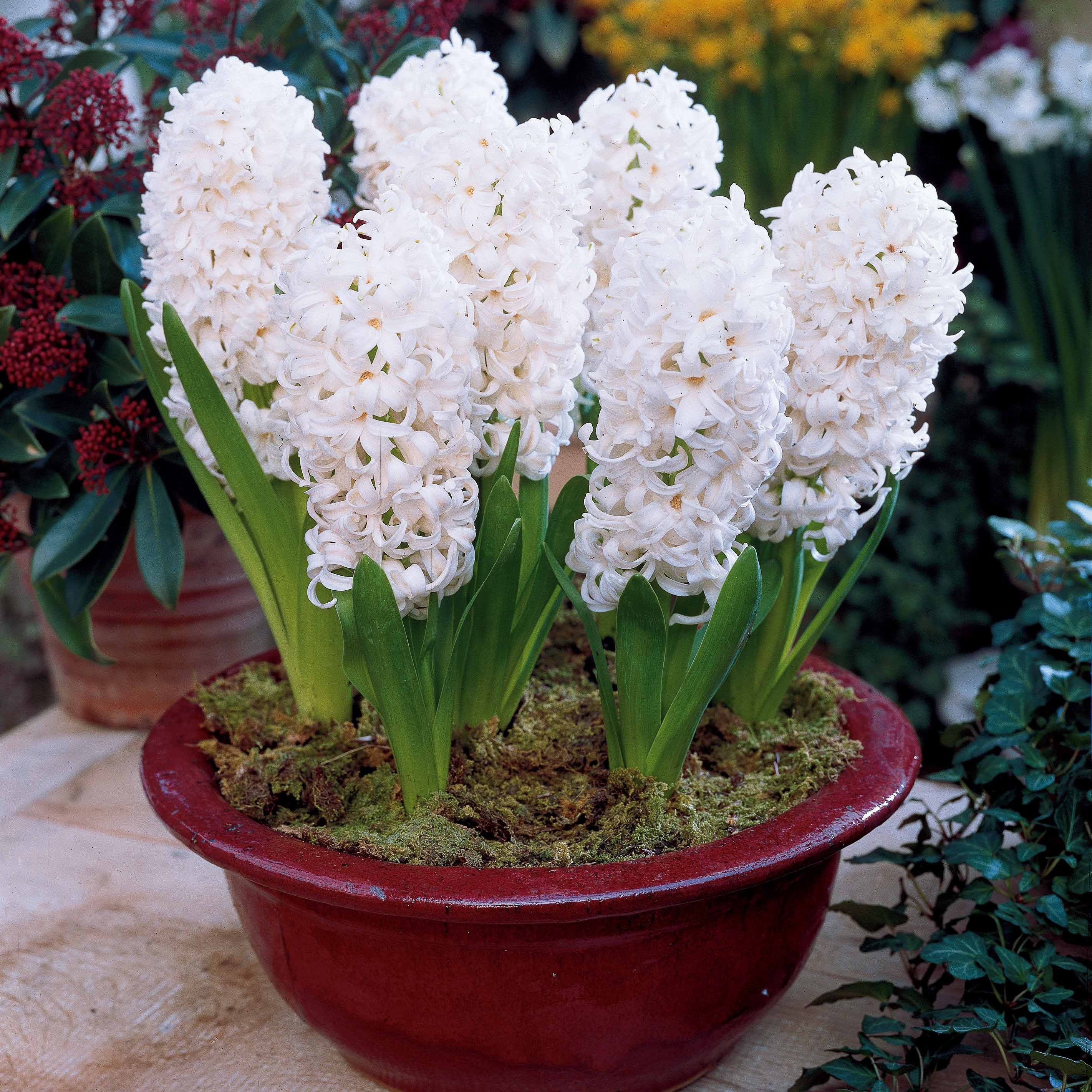 Bakker Collection 9 Jacinthes Ostara Jan Bos bulbes parfumées