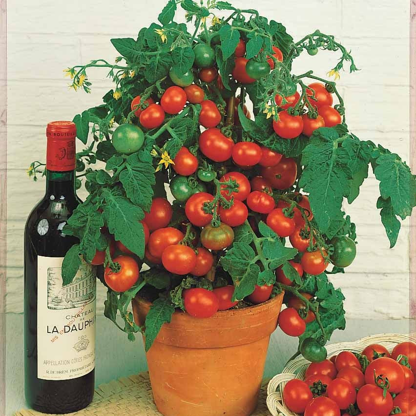Bakker Tomate cerise Tiny Tim graines 0,5g pour balcon