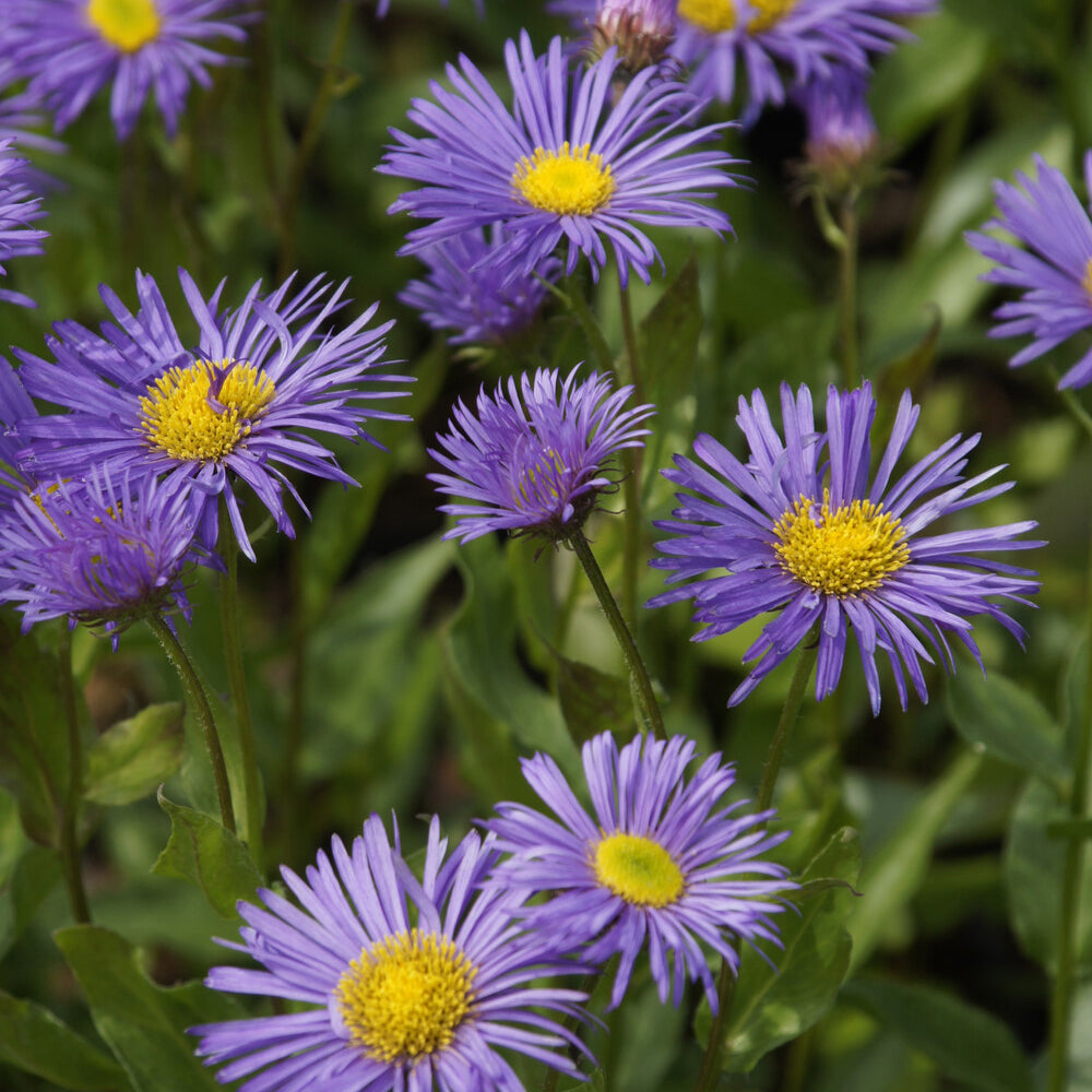 Bakker Dunkelste Aller vergerette pot 9cm violette