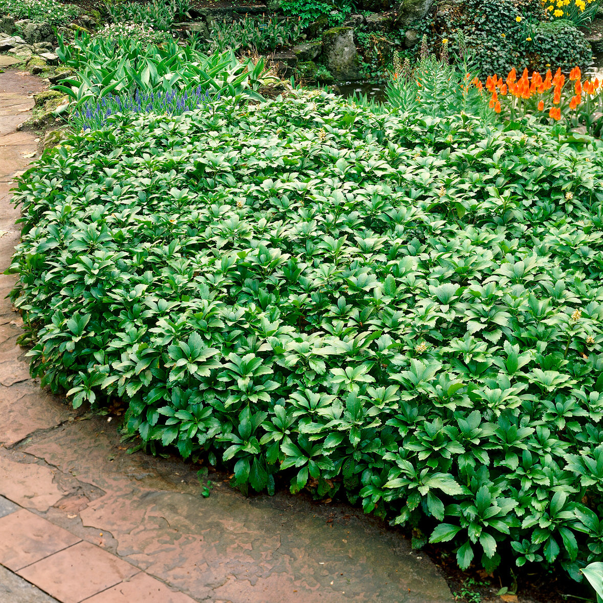Bakker Pachysandre Green Carpet plante couvre-sol pot 9cm ombre