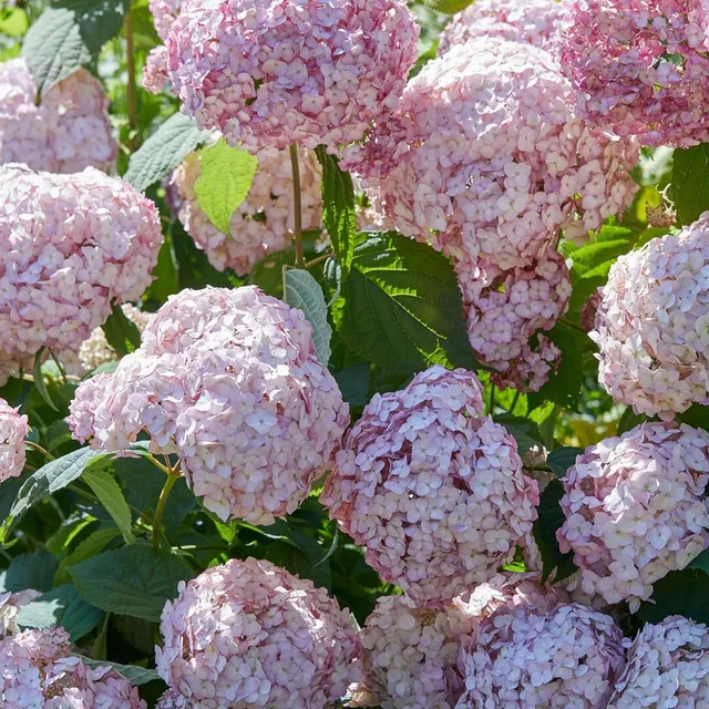 Bakker Hortensia Candy Bell Bubblegum pot 9cm rose