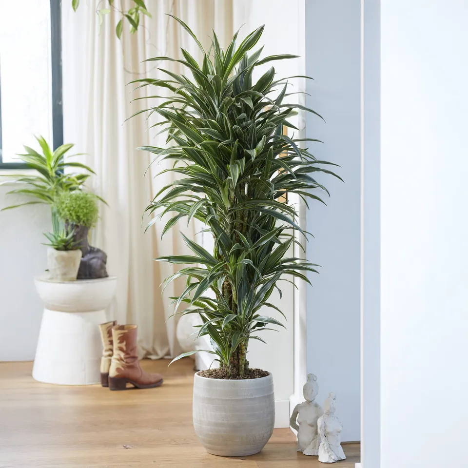 Bakker Intérieur Dracaena Warneckei dragonnier pot 17cm 60cm