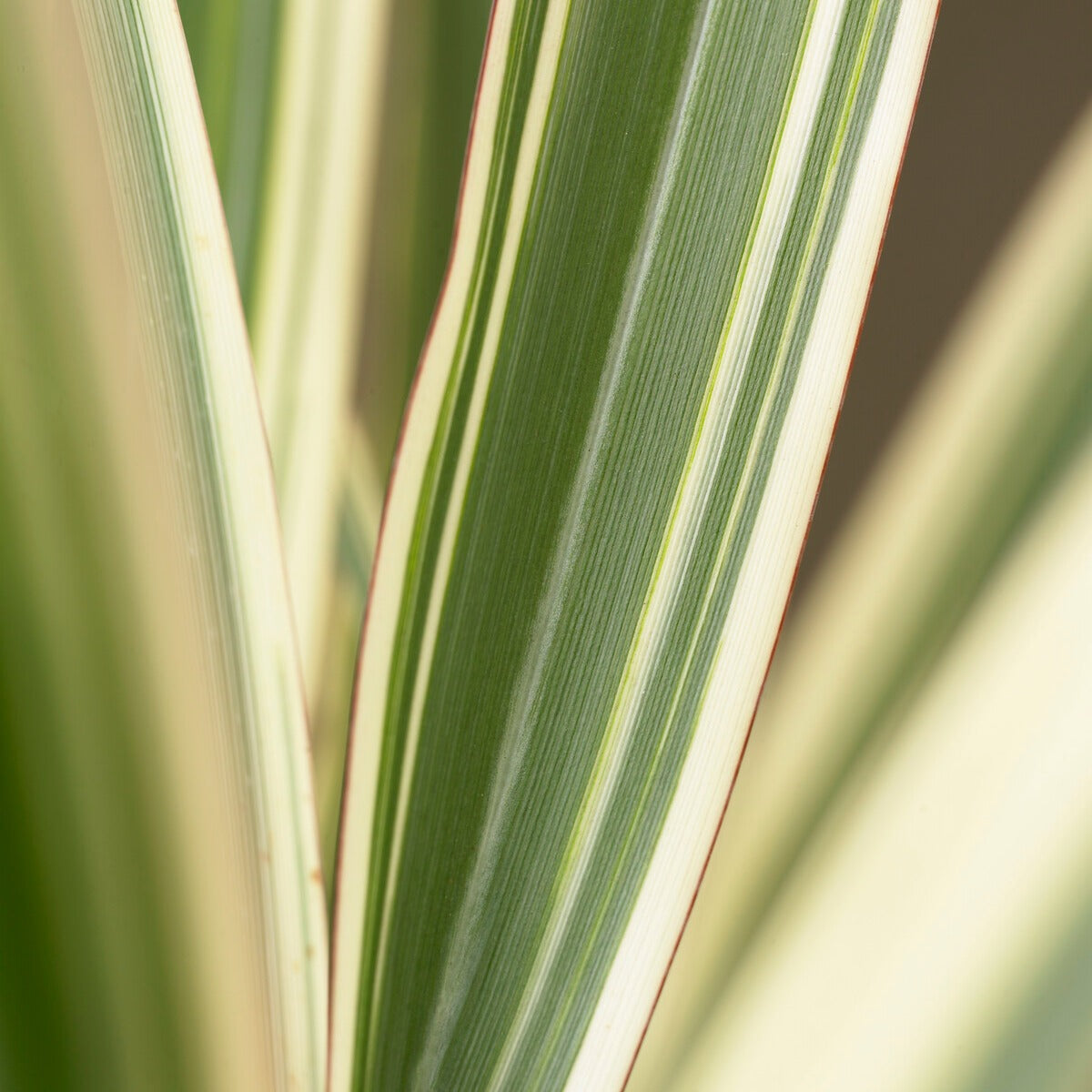 Bakker Tricolor phormium lin Nouvelle-Zélande pot 9cm