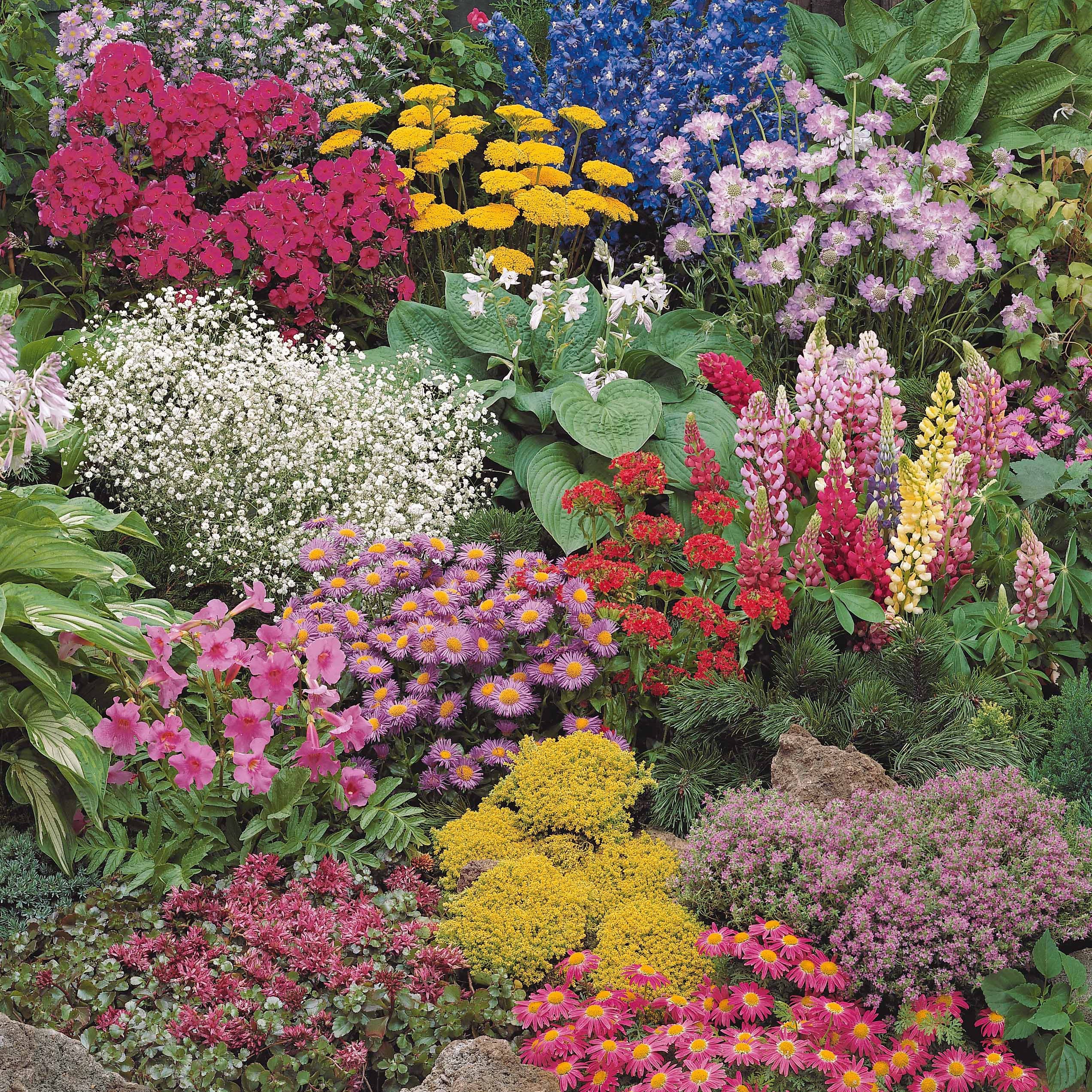 Bakker Collection 12 plantes vivaces fleuries multicolore 2m²