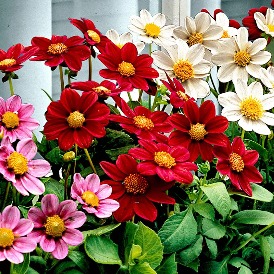 Bakker Dahlia miniature Topmix 5 bulbes mélange compact