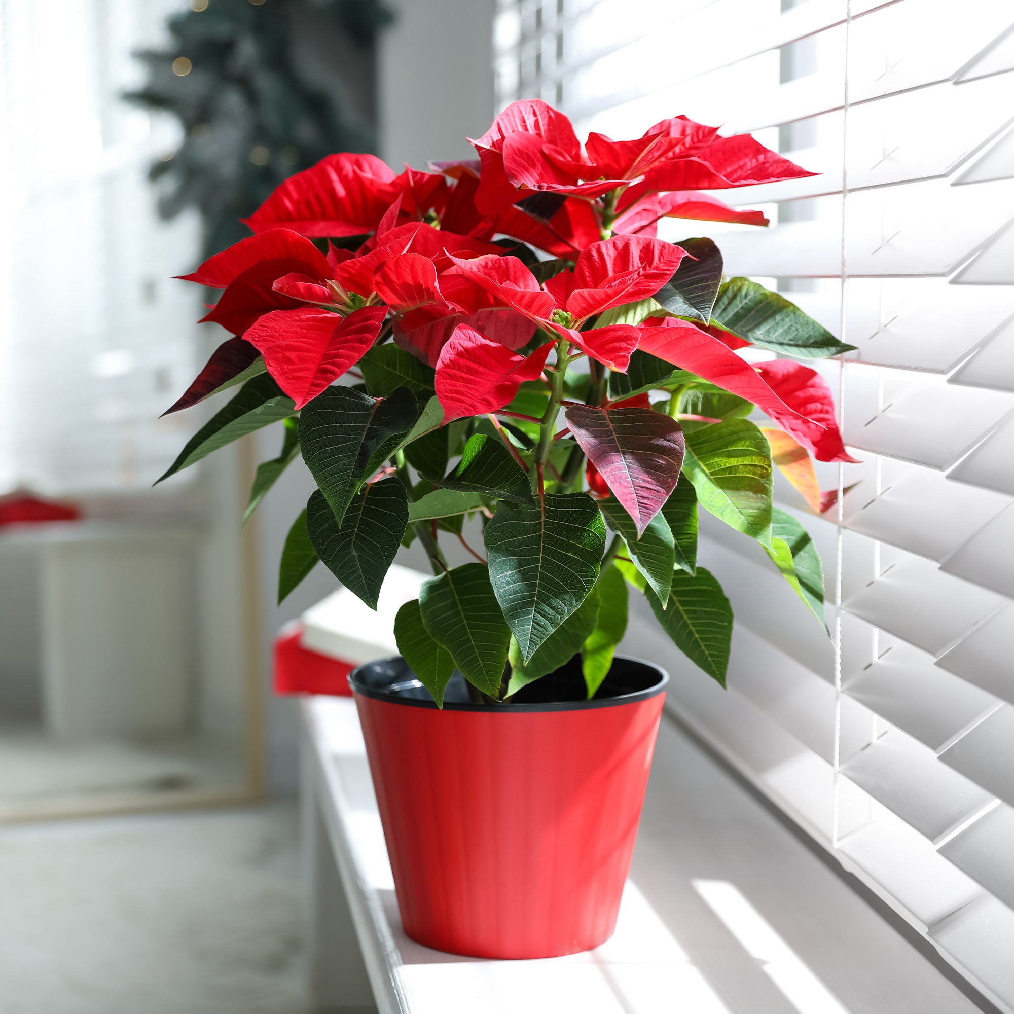 Bakker Poinsettia Rouge plante d'intérieur pot Ø 10,5 cm