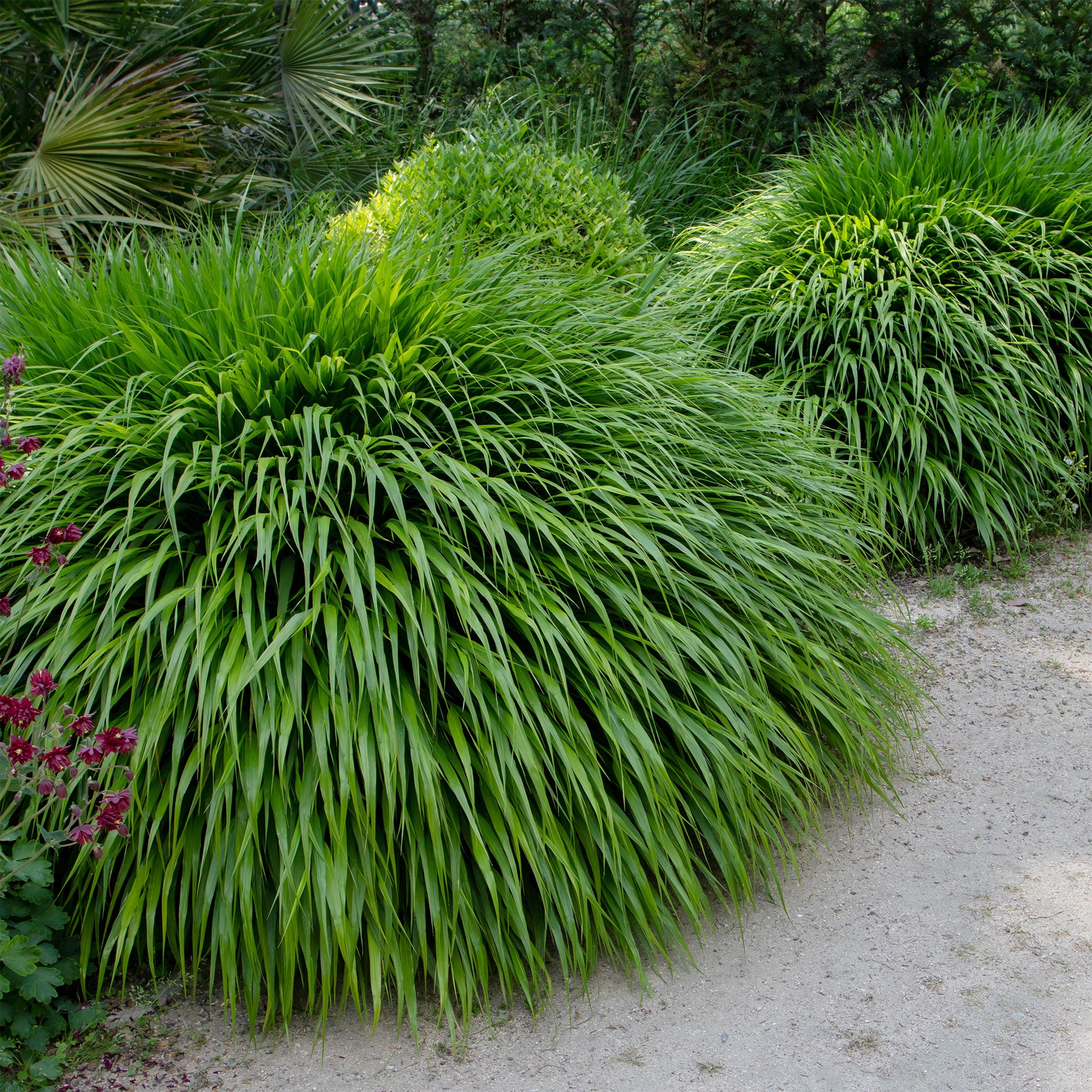 Bakker Herbe du Japon graminée d'ombre verte pot Ø 9cm