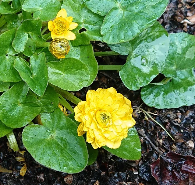 Passion Vivaces Ranunculus Damerham renoncule godet fleurs doubles