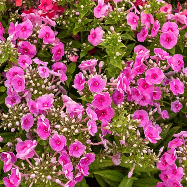 Bakker Bambini Desire phlox vivace pot Ø11cm fuchsia