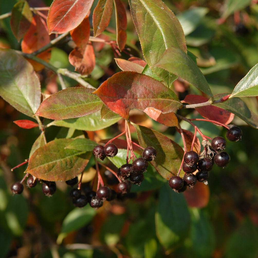 Bakker Aronia prunifolia Nero arbuste pot 3L 50-60cm rustique
