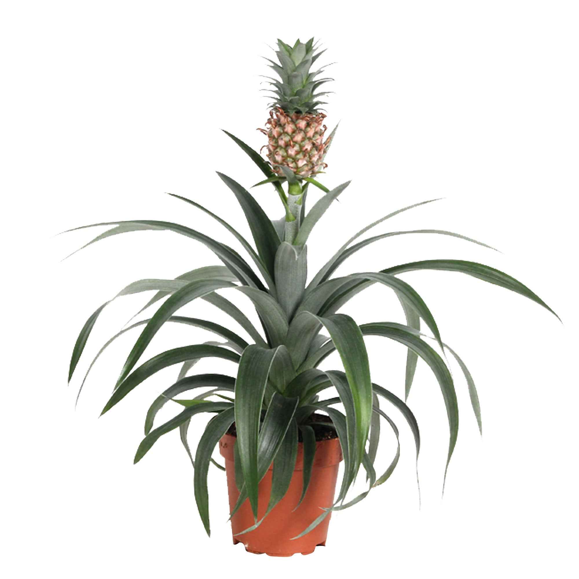 Bakker Ananas comosus plante d'intérieur pot 12cm fruit