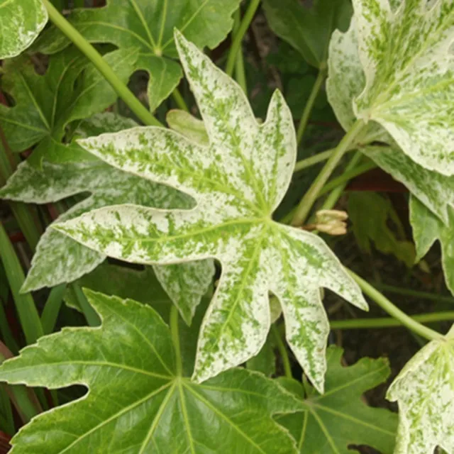 Bakker Aralia Spiders Web plante terrasse pot 8cm panaché
